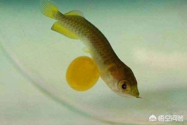 金龍魚喂啥好（金龍魚喂養(yǎng)技巧：金龍魚喂養(yǎng)技巧，金龍魚水質(zhì)管理方法）