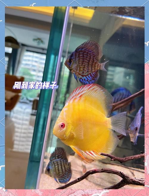 赤瞳黃龍魚圖片 赤瞳黃龍魚圖片 龍魚百科 第1張