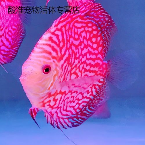 赤瞳黃龍魚圖片 赤瞳黃龍魚圖片 龍魚百科 第7張
