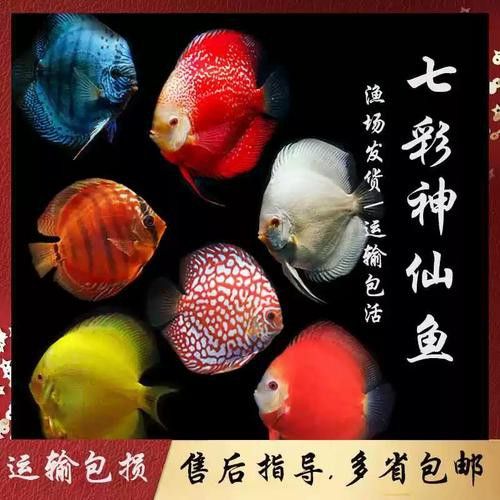 赤瞳黃龍魚圖片 赤瞳黃龍魚圖片 龍魚百科 第8張