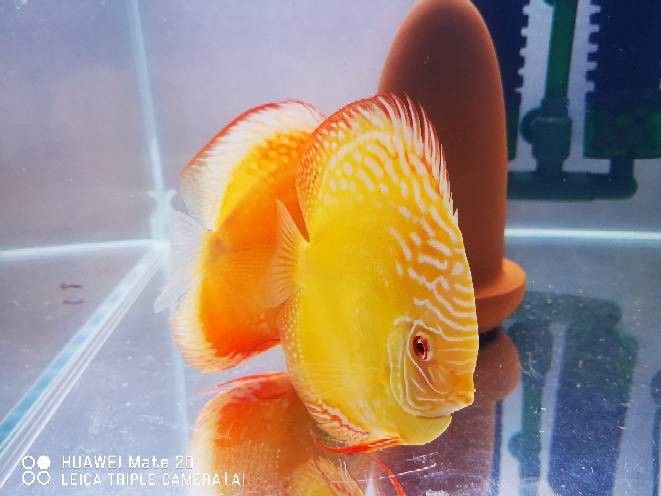 赤瞳黃龍魚圖片 赤瞳黃龍魚圖片 龍魚百科 第15張