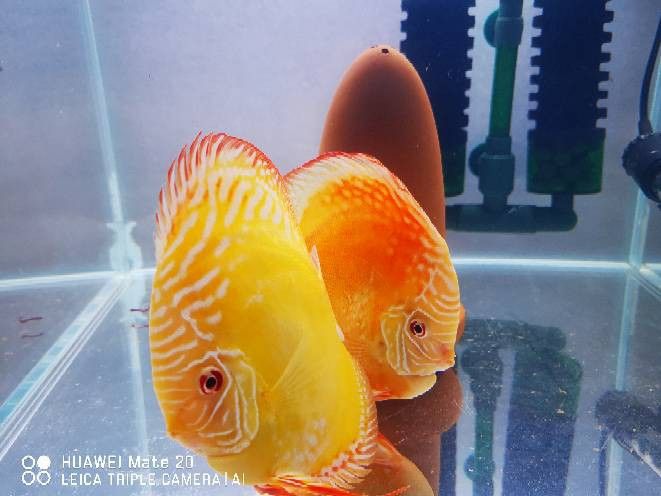 赤瞳黃龍魚圖片 赤瞳黃龍魚圖片 龍魚百科 第11張
