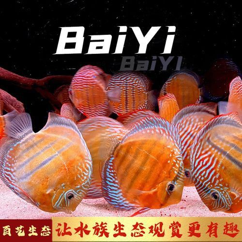 赤瞳黃龍魚圖片 赤瞳黃龍魚圖片 龍魚百科 第10張
