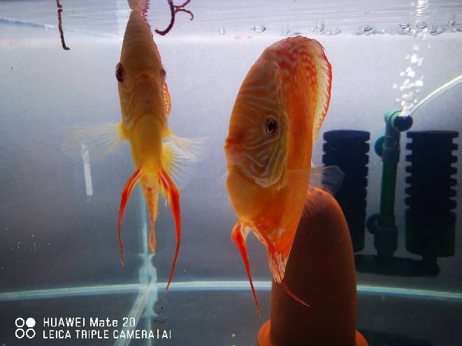 赤瞳黃龍魚圖片 赤瞳黃龍魚圖片 龍魚百科 第19張