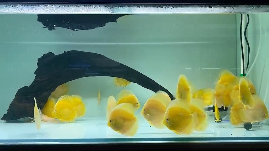 赤瞳黃龍魚圖片 赤瞳黃龍魚圖片 龍魚百科 第20張