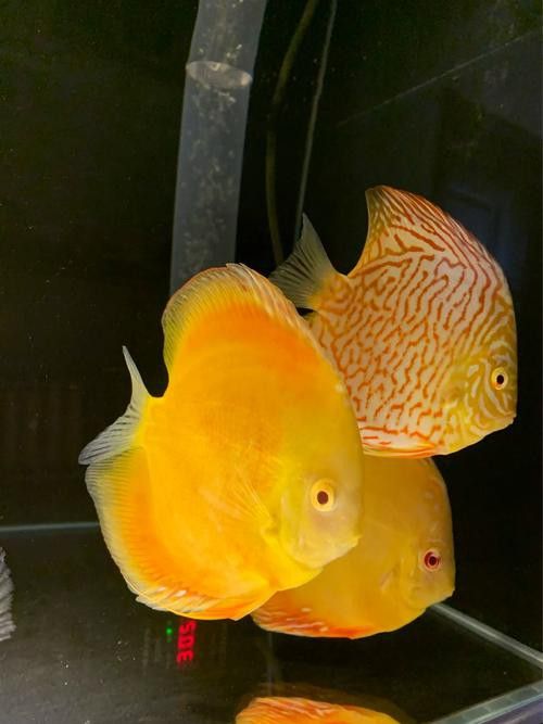 赤瞳黃龍魚圖片 赤瞳黃龍魚圖片 龍魚百科 第16張
