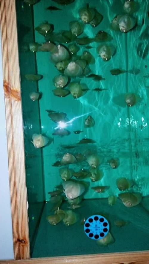 赤瞳黃龍魚圖片 赤瞳黃龍魚圖片 龍魚百科 第22張