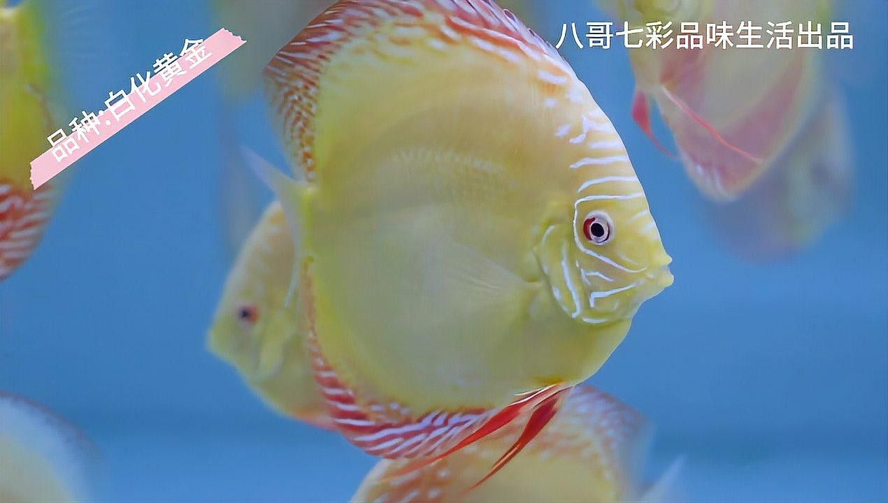 赤瞳黃龍魚圖片 赤瞳黃龍魚圖片 龍魚百科 第25張