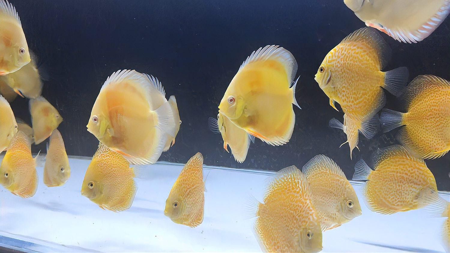赤瞳黃龍魚圖片 赤瞳黃龍魚圖片 龍魚百科 第26張