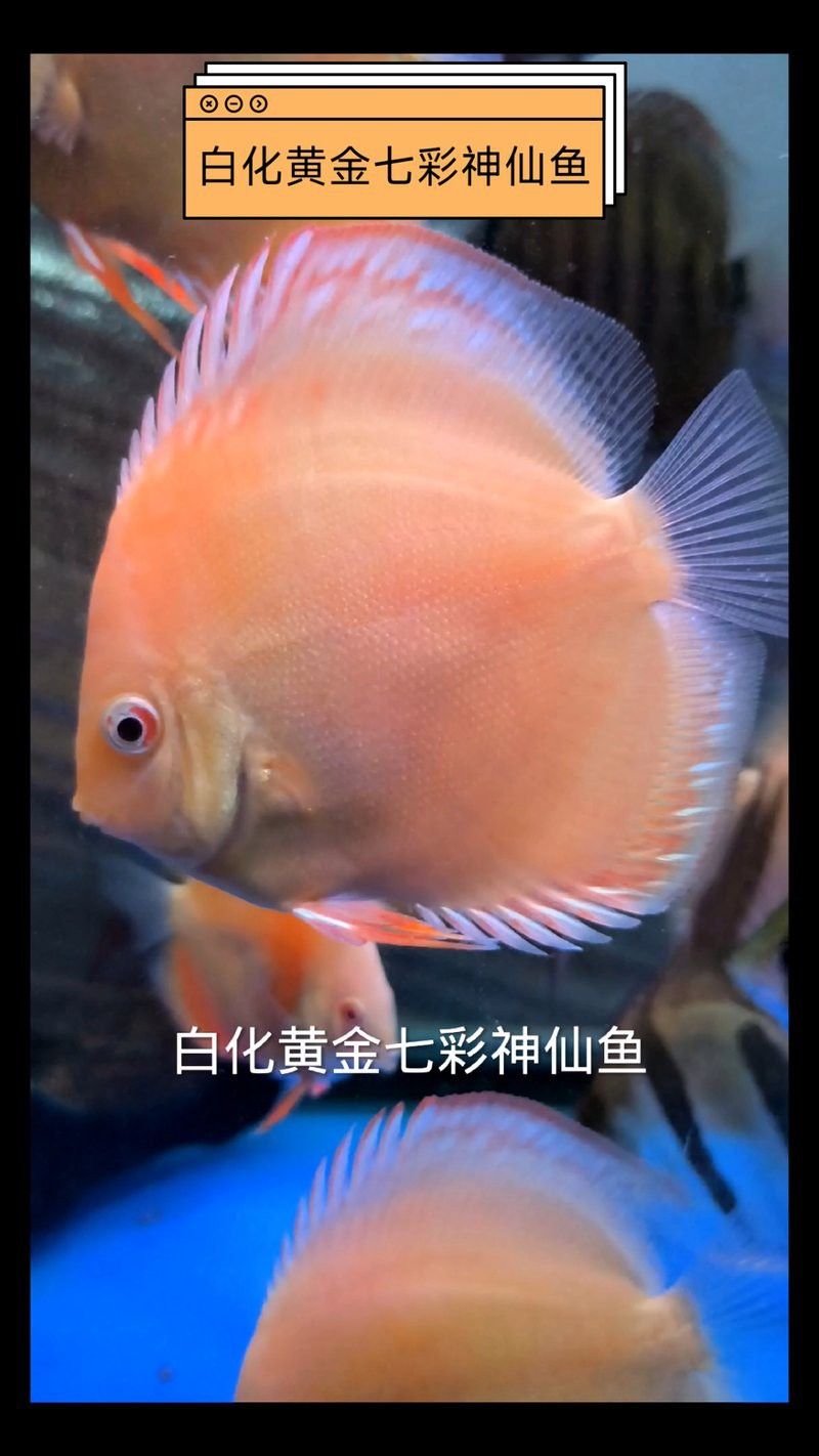 赤瞳黃龍魚圖片 赤瞳黃龍魚圖片 龍魚百科 第30張
