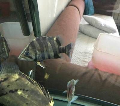 龍魚打架受傷下黃粉可以嗎：當龍魚打架受傷時，可以下黃粉來治療嗎？