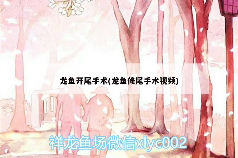 40公分的龍魚多少錢一條（40公分的銀龍魚多少錢一只？）