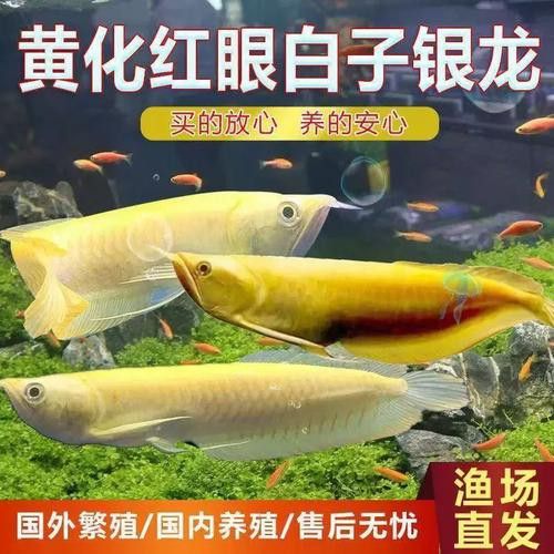 白子銀龍魚和黃化銀龍魚區別 白子銀龍魚和黃化銀龍魚區別 龍魚百科 第5張