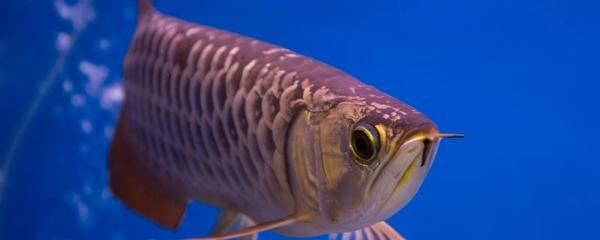 龍魚尾巴爛尾怎么治療圖片和視頻：龍魚尾巴爛尾怎么辦 龍魚尾巴爛尾怎么治療圖片和視頻：龍魚尾巴爛尾怎么辦 龍魚百科 第2張