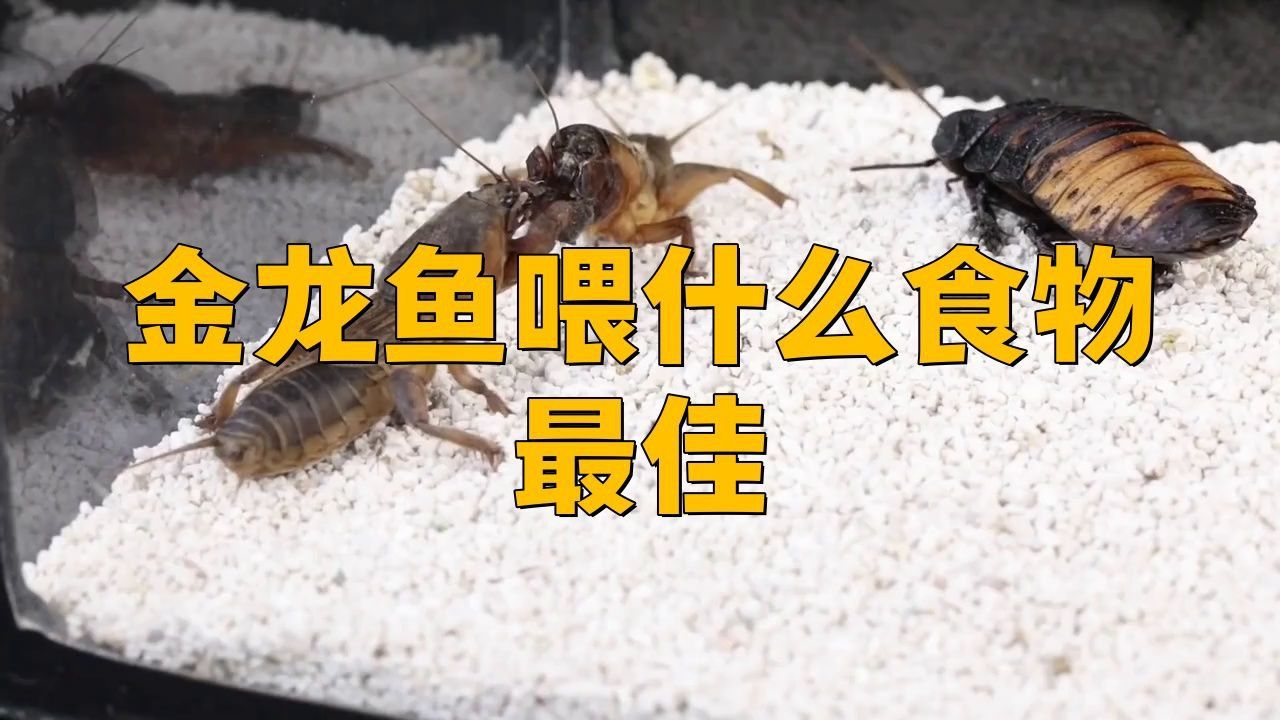 過背金龍魚的飲食習慣