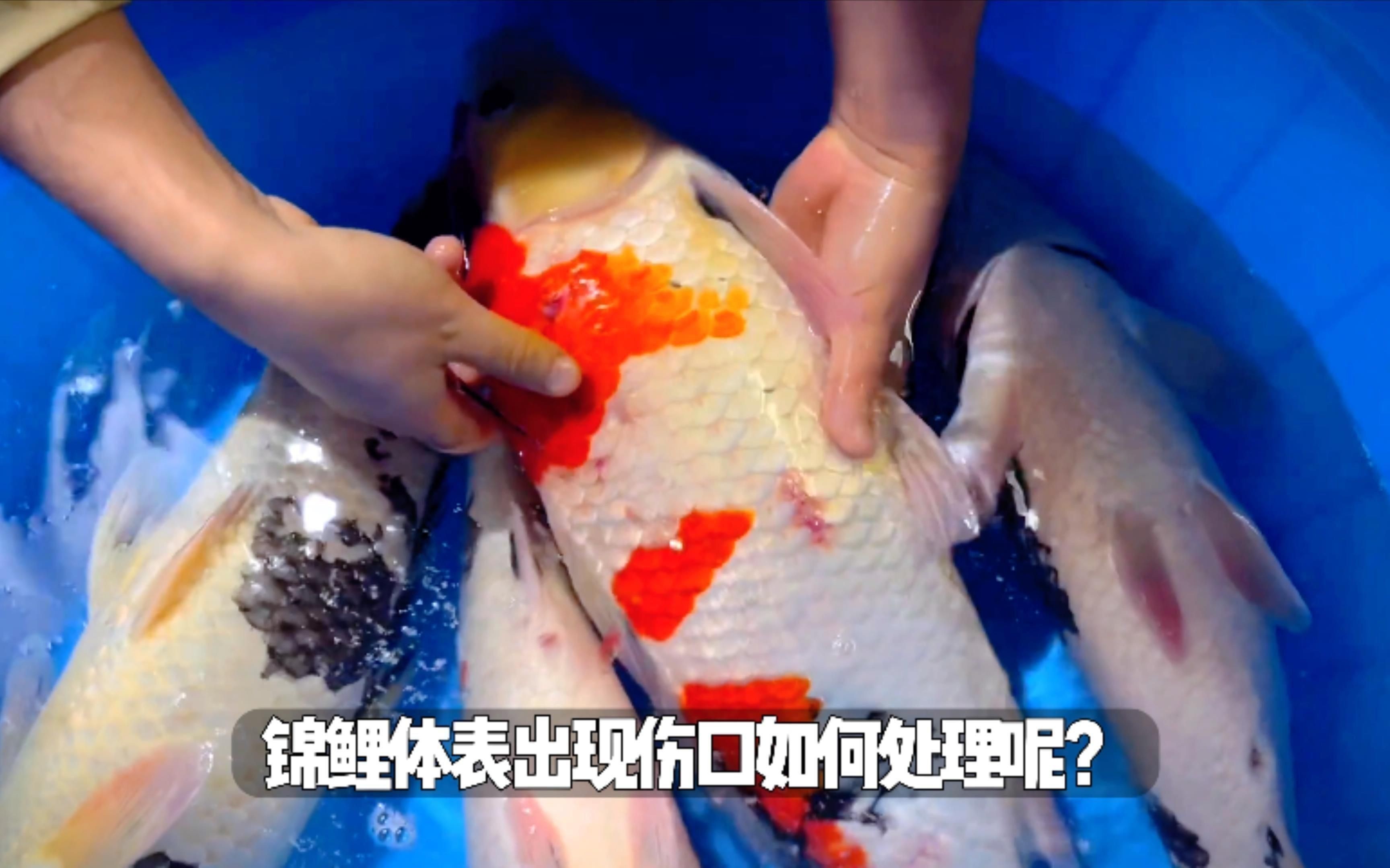 魚打架受傷了會自己痊愈嗎