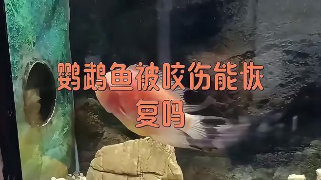 魚打架受傷了會自己痊愈嗎