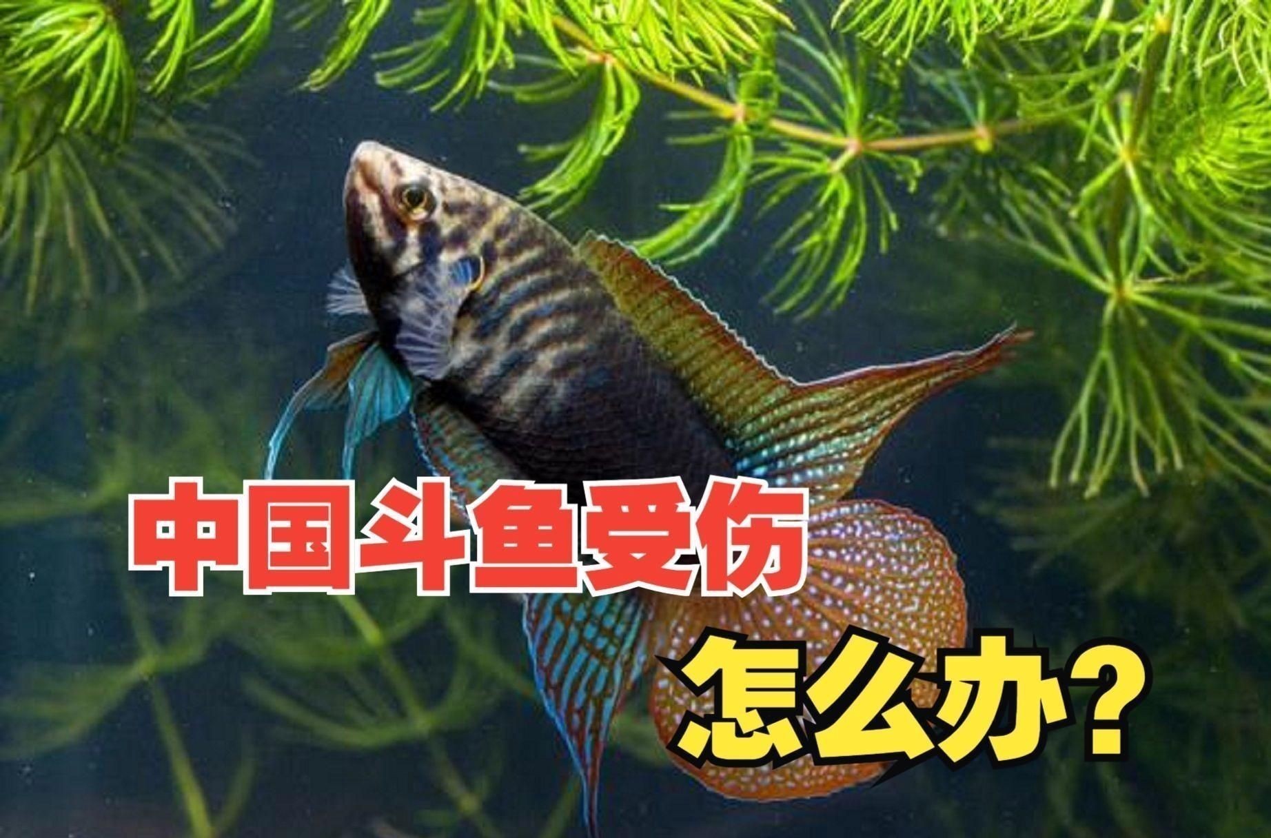 魚打架受傷了會自己痊愈嗎