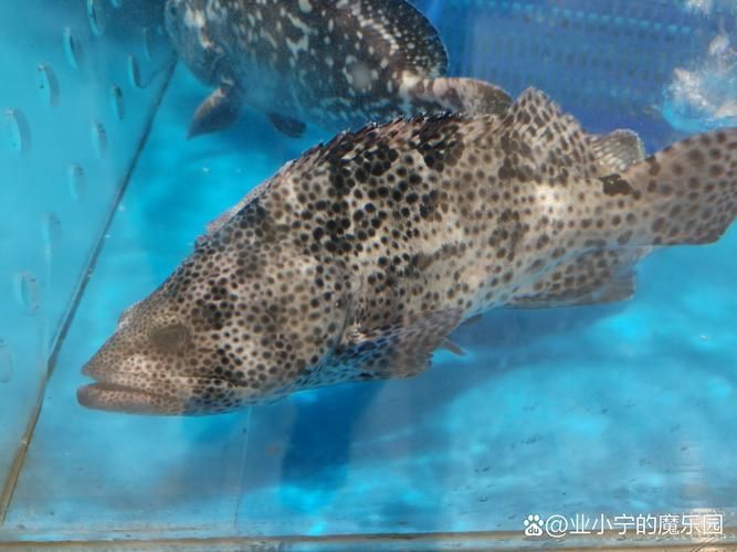 老虎斑魚(yú)的圖片