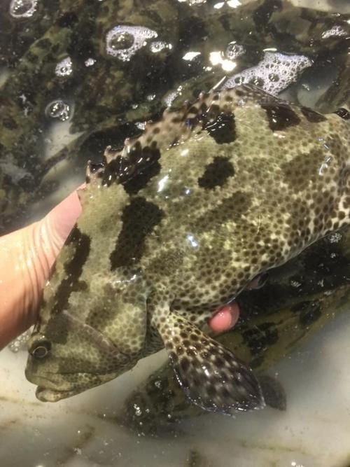 老虎斑魚(yú)的圖片
