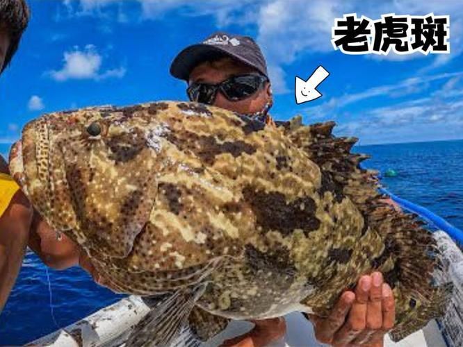 老虎斑魚(yú)的圖片