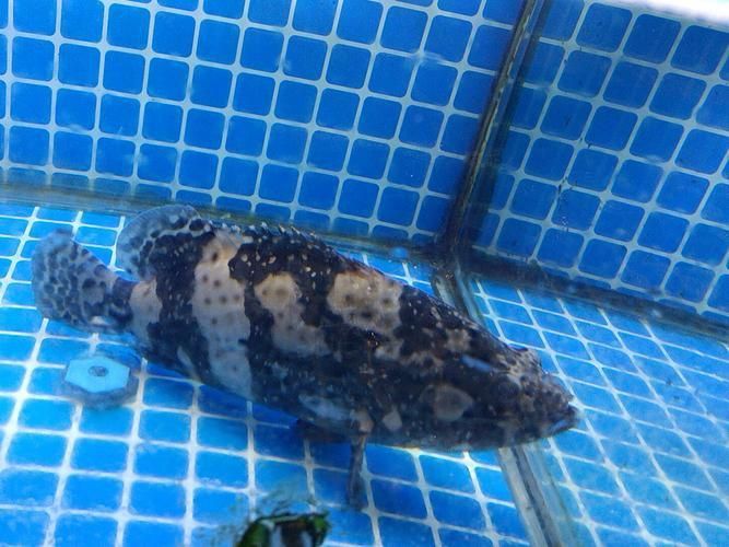 老虎斑魚(yú)的圖片