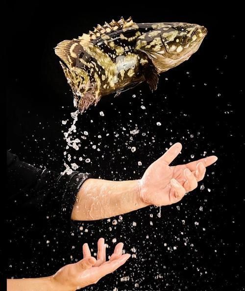 老虎斑魚(yú)的圖片