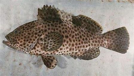 老虎斑魚(yú)的圖片
