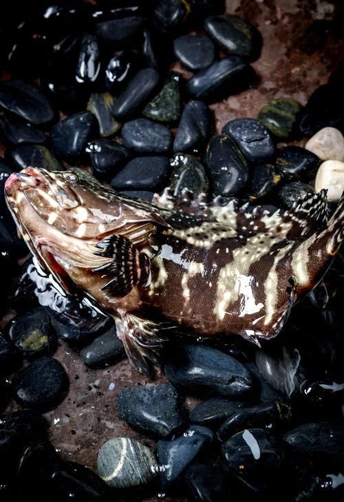 老虎斑魚(yú)的圖片