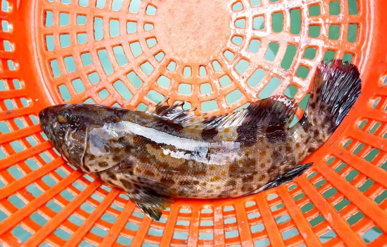 老虎斑魚(yú)的圖片
