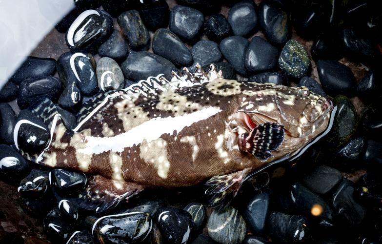 老虎斑魚(yú)的圖片