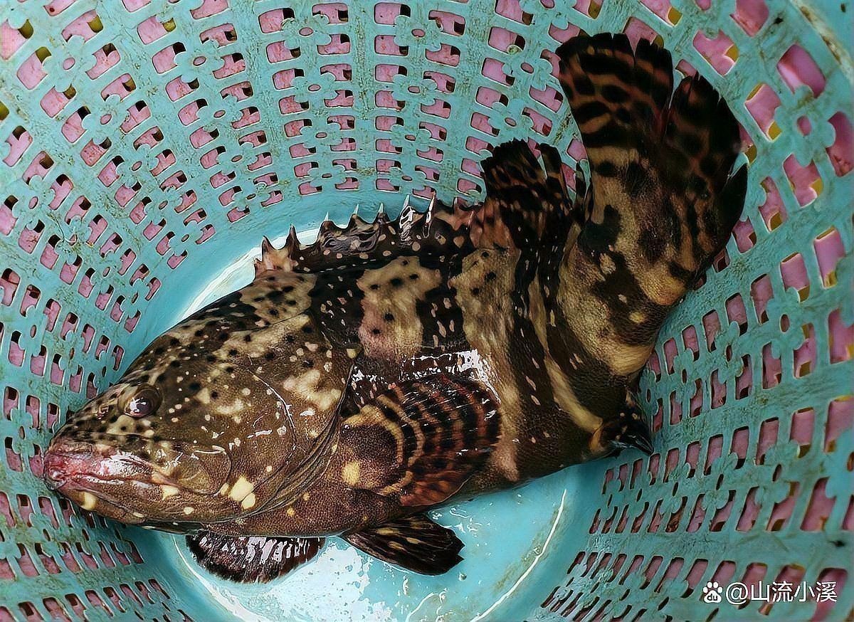 老虎斑魚(yú)的圖片