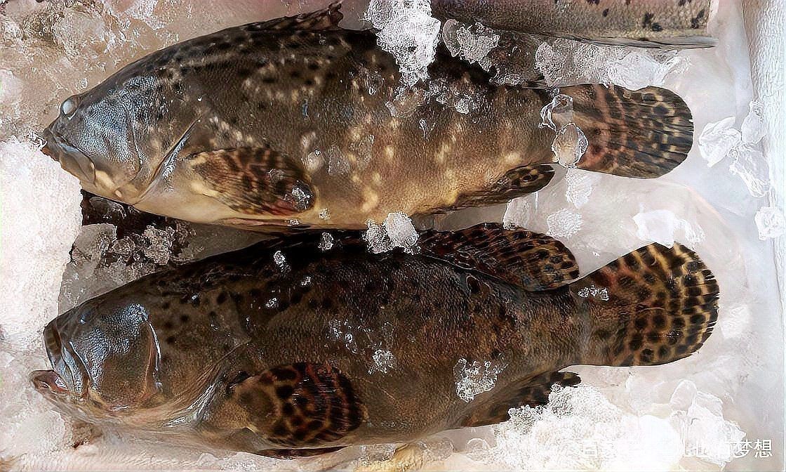 老虎斑魚(yú)的圖片