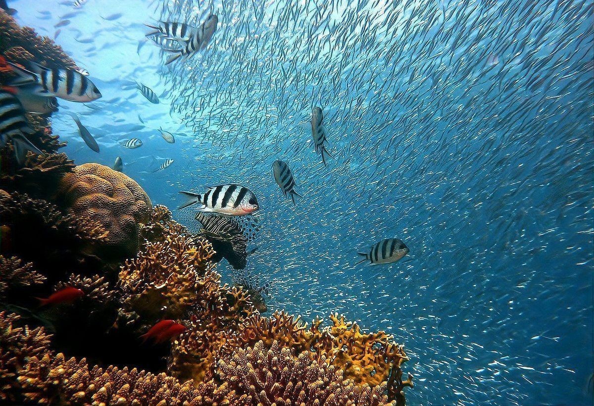 老虎斑魚(yú)的圖片