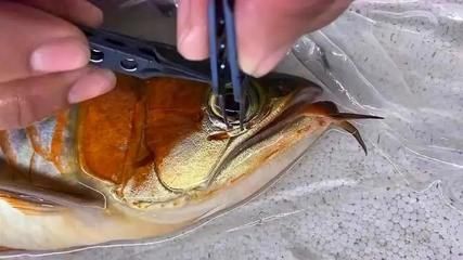 龍魚掉眼手術時需要注意的事項和注意事項需要遵守：龍魚掉眼手術時使用的工具 龍魚掉眼手術時需要注意的事項和注意事項需要遵守：龍魚掉眼手術時使用的工具 龍魚百科 第1張