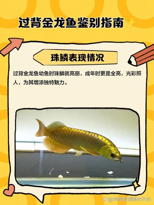 給我一張金龍魚爬背區分圖 給我一張金龍魚爬背區分圖 龍魚百科 第12張