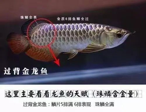 給我一張金龍魚爬背區分圖 給我一張金龍魚爬背區分圖 龍魚百科 第26張