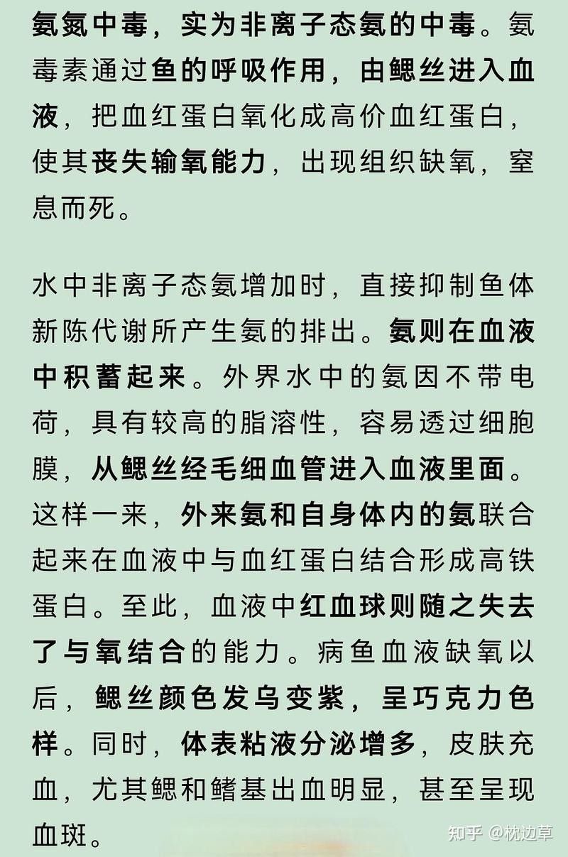 龍魚魚鰭充血期間需要停食嗎？ 龍魚魚鰭充血期間需要停食嗎？ 龍魚百科 第2張