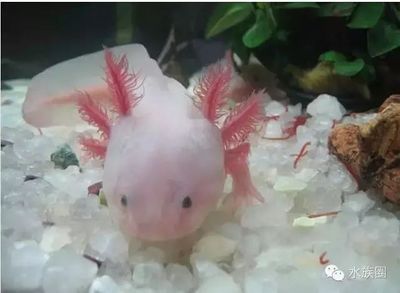 龍魚背上鱗片掉了還長嗎：龍魚的鱗片掉了可以長出來嗎？