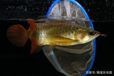 龍魚多大才會產卵：龍魚產卵年齡受多種因素影響，龍魚產卵后的孵化技巧