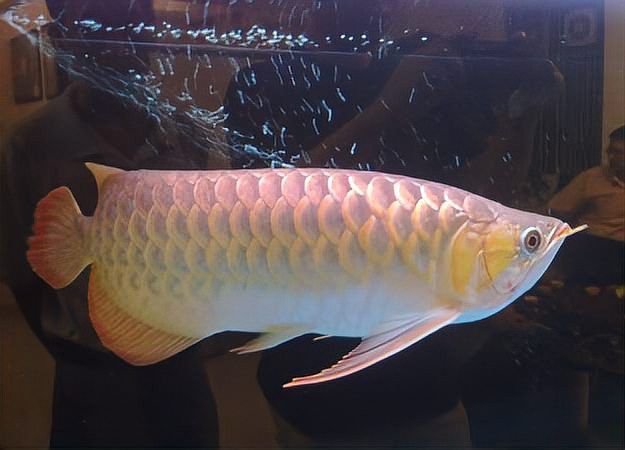 金龍魚幼崽多少錢 金龍魚幼崽多少錢 龍魚百科 第10張