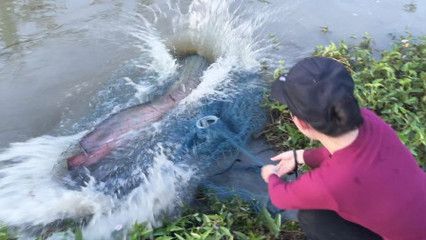 龍魚在水面不動正常嗎：龍魚在水面不動可能有多種原因，飼養者需要根據其它表現