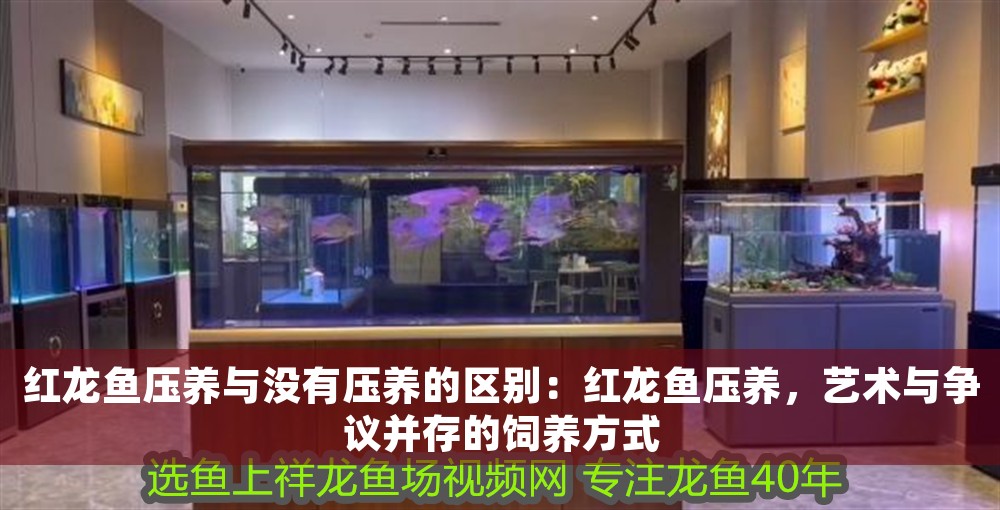 紅龍魚壓養與沒有壓養的區別：紅龍魚壓養，藝術與爭議并存的飼養方式