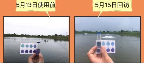 紅龍魚壓養(yǎng)與沒有壓養(yǎng)的區(qū)別：紅龍魚壓養(yǎng)，藝術(shù)與爭議并存的飼養(yǎng)方式