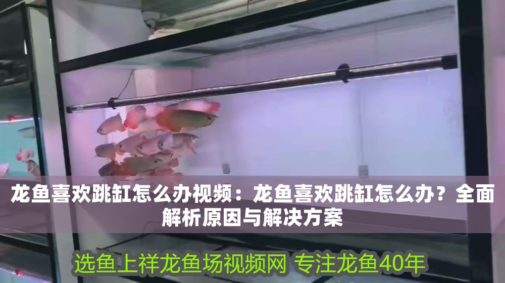 龍魚喜歡跳缸怎么辦視頻：龍魚喜歡跳缸怎么辦？全面解析原因與解決方案