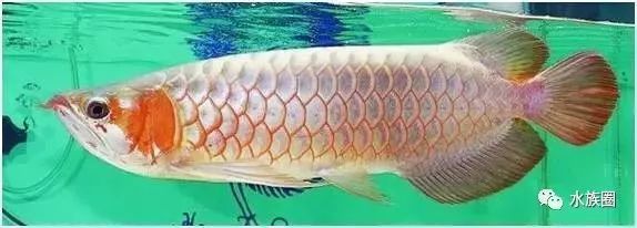 龍魚怎么背：關于龍魚過背金龍魚的詳細解釋