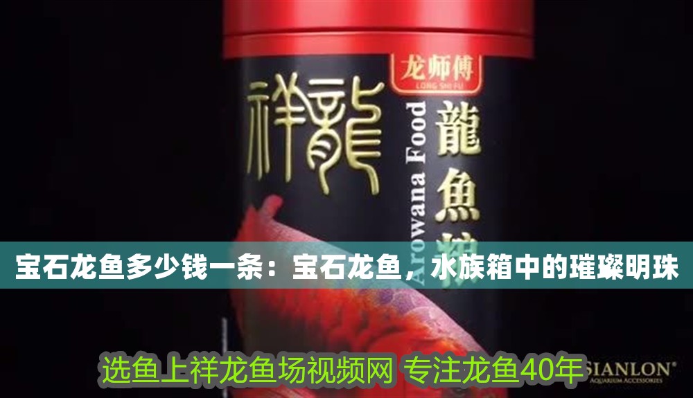 寶石龍魚多少錢一條：寶石龍魚，水族箱中的璀璨明珠