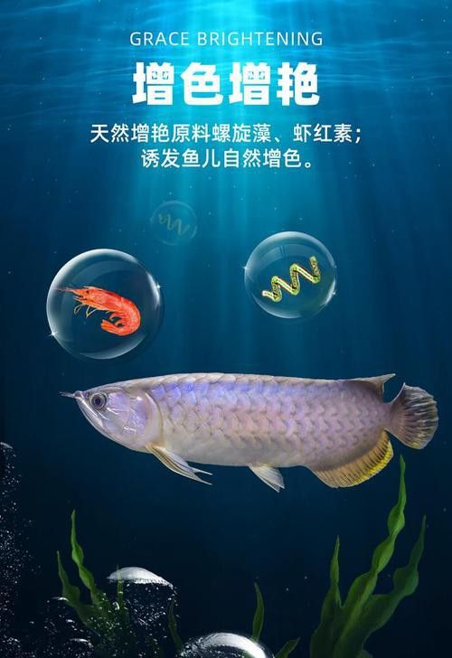 哪些品牌的龍魚飼料有助于預防掉眼？