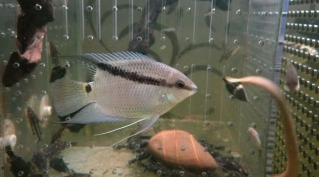 胭脂孔雀龍能不能和龍魚混養一起