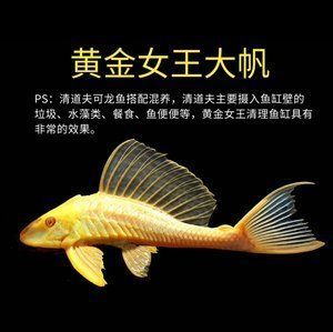 龍魚和女王大帆混養的可行性分析（將龍魚與女王大帆魚混養時需要了解這兩種魚類的特性）